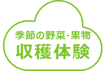 季節の野菜・果物収穫体験