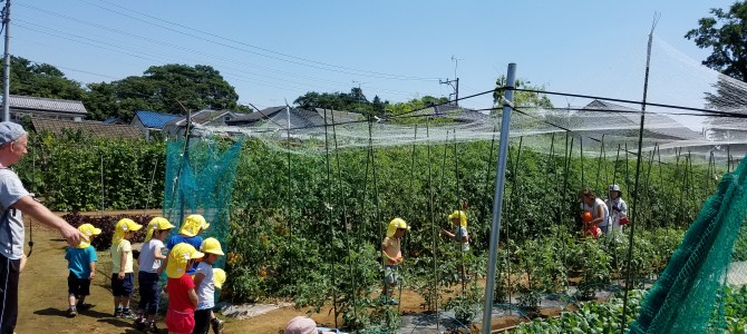 保育園の収穫体験　ミニトマト