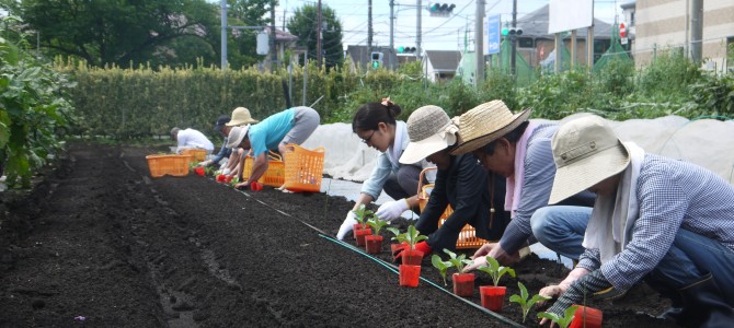 【貸農園　野菜作り作業】カリフラワーの苗植え
