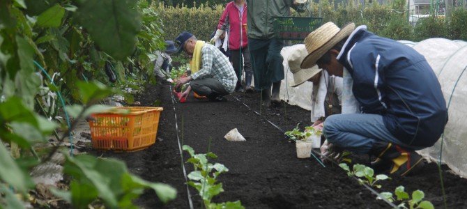 【貸農園 野菜作り作業】ブロッコリー・キャベツの苗植え 【貸農園 野菜作り作業】ブロッコリー・キャベツの苗植え