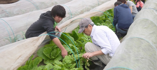 【貸農園　野菜作り作業】　ほうれん草・小松菜の種まき、大根・白菜の間引き