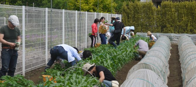 【貸農園　野菜作り作業】トウモロコシの間引き・ジャガイモの追肥