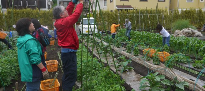 【貸農園　野菜作り作業】野菜の支柱立て