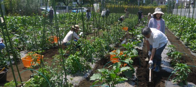 【貸農園 野菜作り作業】ピーマン・なす・トマトの追肥 【貸農園 野菜作り作業】ピーマン・なす・トマトの追肥