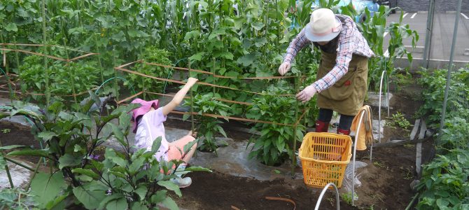 【貸農園　野菜作り作業】ナス・ピーマンへの本支柱立て