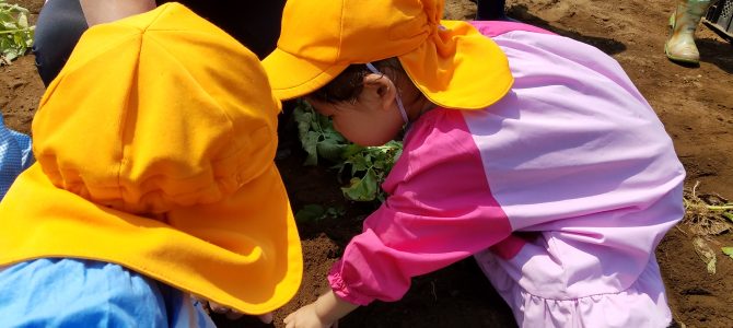 保育園の収穫体験 じゃがいも 保育園の収穫体験 じゃがいも