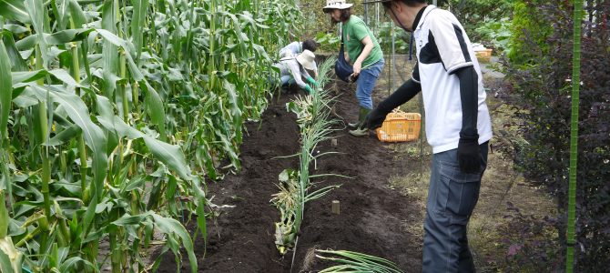 【貸農園　野菜作り作業】ネギの苗植え