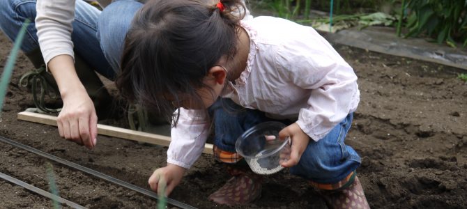 【貸農園　野菜作り作業】人参の種まき