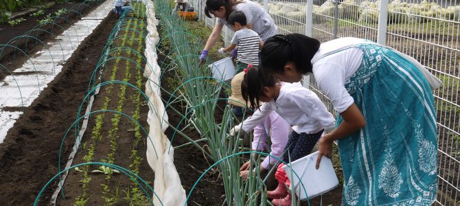 【貸農園　野菜作り作業】ブロッコリー・キャベツの定植作業