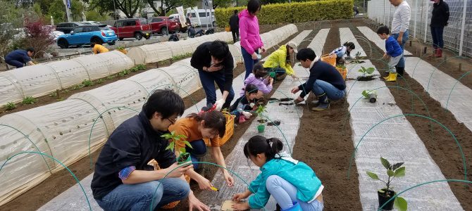 野菜作り作業　ナス／ピーマン類の苗植え