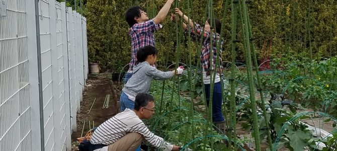 貸農園野菜作り　トマトいんげんきゅうりの支柱立て
