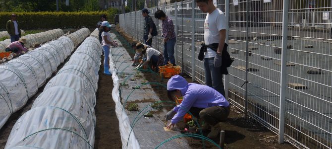 野菜作り作業　トマト・バジル・大葉の苗植え