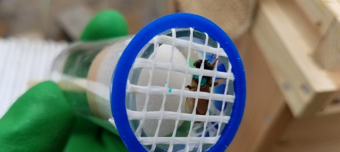 養蜂 女王バチのマーキング 養蜂 女王バチのマーキング
