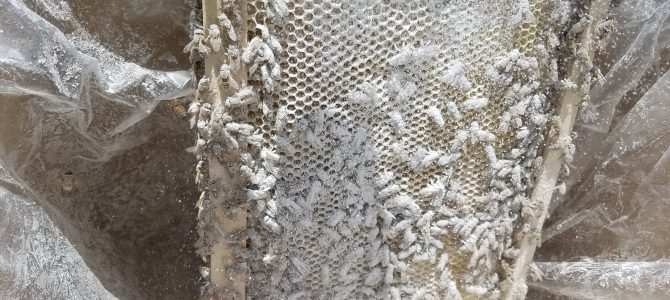 養蜂 ダニ駆除の実験 その1 養蜂 ダニ駆除の実験 その1