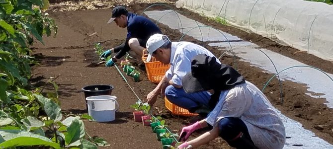 野菜作り作業　カリフラワー・キャベツの苗植え