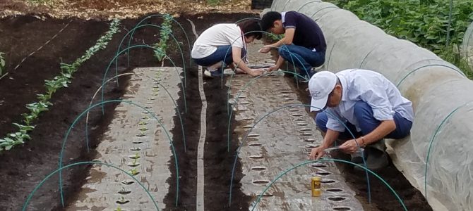 野菜作り作業　大根の種まき・ブロッコリー白菜の苗植え