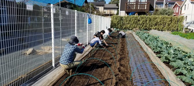 小松菜・ほうれん草・ルッコラ・春菊・カブの種まき 小松菜・ほうれん草・ルッコラ・春菊・カブの種まき