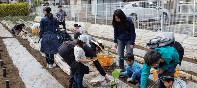 貸農園作業　ナス・ピーマン類の苗植え