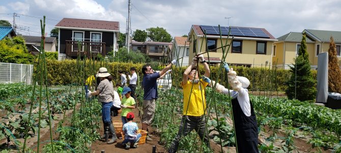 貸農園作業　トマト、いんげん、きゅうりの支柱立て、なす・ピーマン類の仮支柱立てと剪定