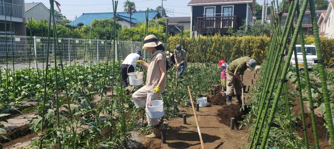 貸農園作業　果菜類の追肥