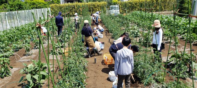 2020年度 体験型貸農園会員募集 2020年度 体験型貸農園会員募集