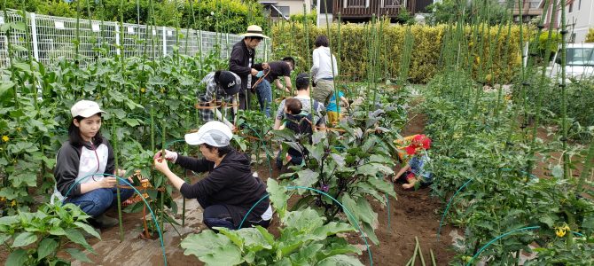 貸農園作業　ナス・ピーマン類の支柱立て