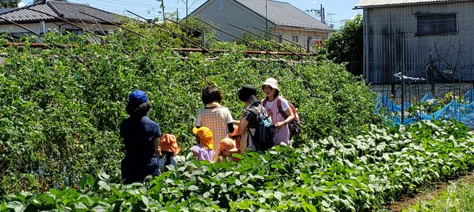 保育園の収穫体験 ミニトマト 保育園の収穫体験 ミニトマト