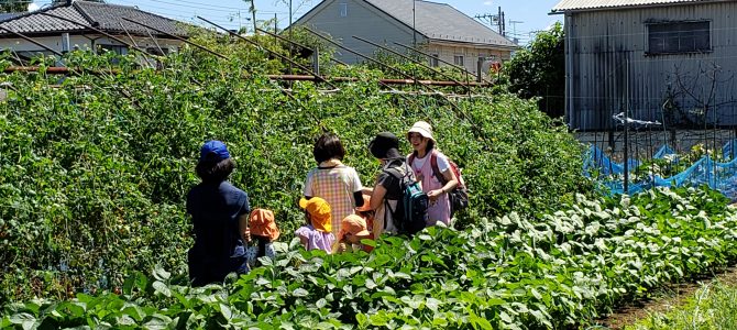 保育園の収穫体験　ミニトマト