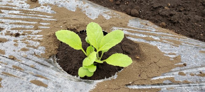 【貸し農園作業】白菜、キャベツ、ブロッコリーの苗植え、大根の種まき