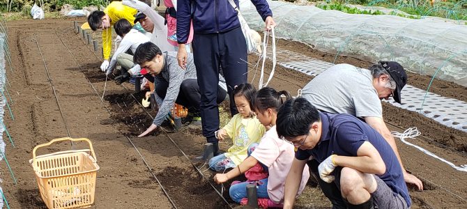 【貸農園作業】小松菜、ほうれん草、春菊、ルッコラ、カブの種まき