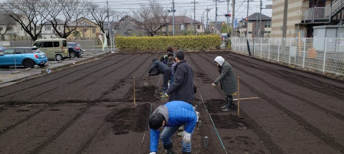じゃがいもの種芋植え じゃがいもの種芋植え
